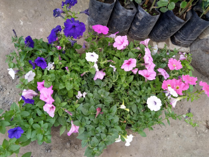 Imagen de reciclaje 10